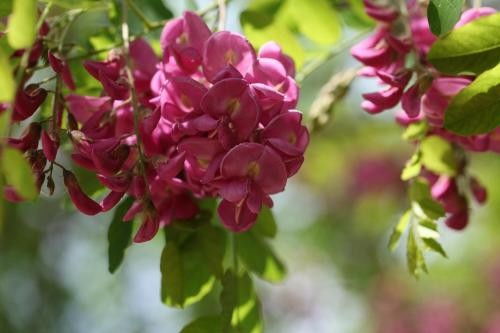  香花槐图片欣赏，美丽与香气的完美结合--第1张