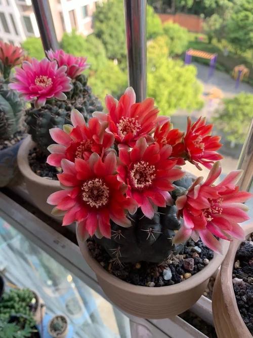  5月开什么花最旺，5月开最旺的花有，1. 蔷薇花；2. 栀子花；3. 凤仙花；4. 鸢尾花；5. 牵牛花。，以上信息仅供参考，具体开花情况可能会因地域、养护环境等因素有所差异。--第1张