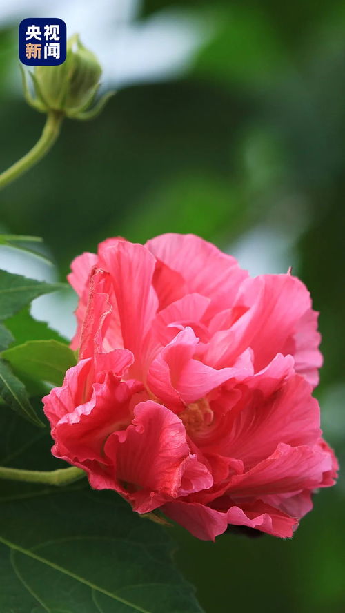  成都市市花——芙蓉花--第1张