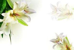  百合花语与寓意的解读--第1张