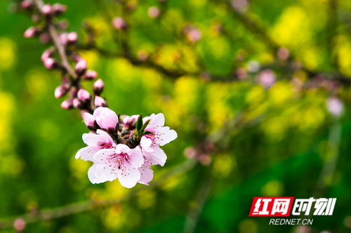  春天的花，绽放的美丽与生机--第1张