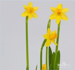  水仙花的真正花语--第1张