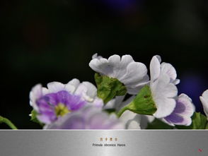  雪樱草的花语--第1张
