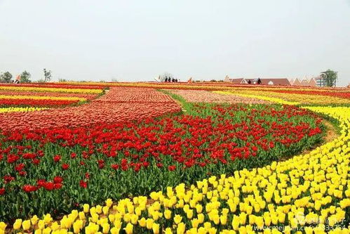  沈阳鲜花批发基地，鲜花的海洋，美丽的生活--第1张