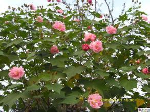  秋天开花的树，秋天的花树之美，银杏树、枫树、桂花树等秋季花开绚烂的树木--第1张