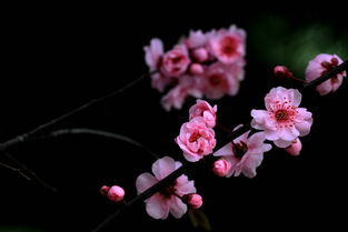  一月生日花，雪中美人，花语，纯洁--第1张