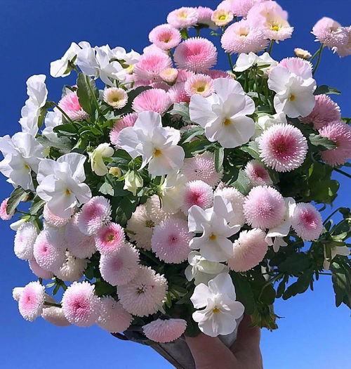  温馨的花束送给敬爱的教师，感恩之花，献给辛勤的园丁--第1张