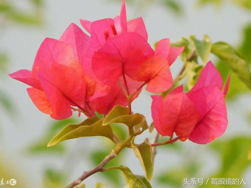  深圳市市花——美丽的三角梅--第1张