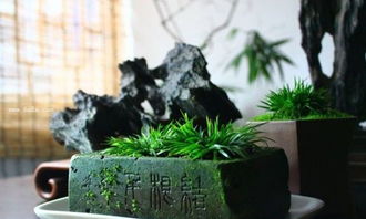  菖蒲盆景的艺术魅力--第1张