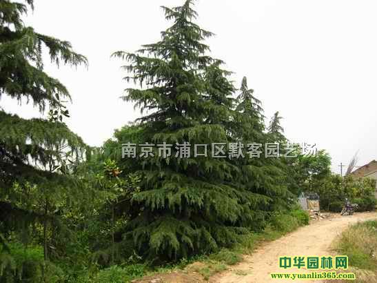  雪松价格信息，了解市场行情，选择优质供应商，雪松价格与优质供应商选择，市场行情与价格信息--第1张