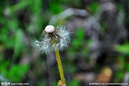  哪种植物传播种子的方法有哪些？，植物传播种子的方法有哪些？--第1张