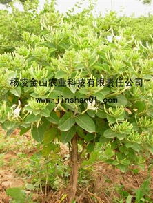  金银花树图片大全大图，金银花树图片大全，美丽而独特的花卉景观--第1张