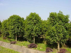 绿化苗木最新免费求购信息，绿化苗木求购，免费获取最新苗木信息--第1张