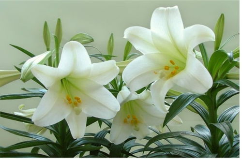  百合花花语及象征意义，百合花的美好寓意，高雅纯洁、百年好合、家庭美满--第1张