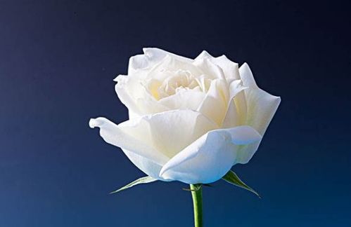  白色玫瑰代表的花语，白色玫瑰代表纯洁与高贵的花语--第1张