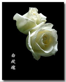  六朵玫瑰花语是什么--第1张