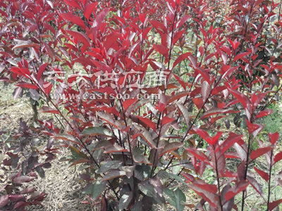  紫叶矮樱图片，春天的美丽与活力--第1张