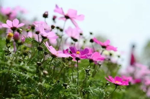  鲜花订单图片，传递美丽与祝福的最佳方式--第1张