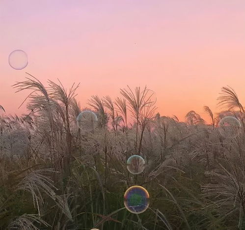  花可治愈人心的句子，花语治愈，让生活充满美好--第1张