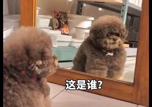  ，短剧归来后首富妈妈爆我马甲全集观看--第1张