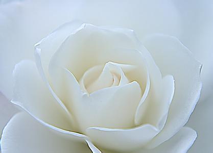  白玫瑰花语，白玫瑰的花语，纯洁、高贵、天真、尊敬。--第1张