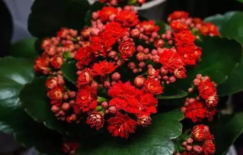  旺宅旺人旺财的花，旺宅旺人旺财的花，富贵竹--第1张