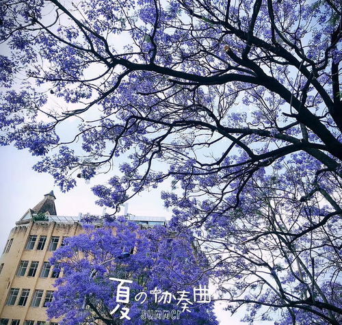 蓝花楹花语及寓意--第1张