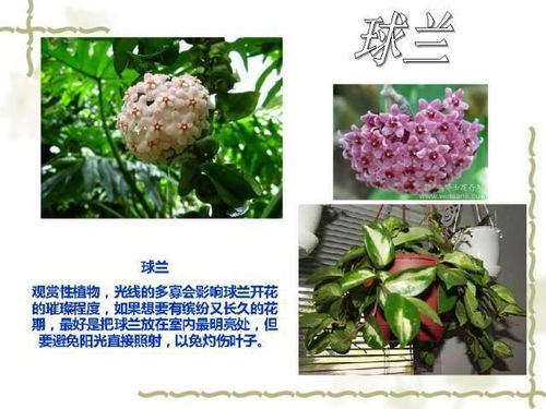  常见50种植物--第1张