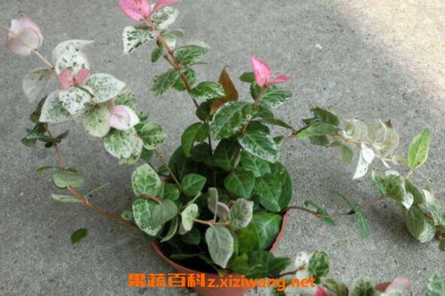  花叶络石扦插方法--第1张
