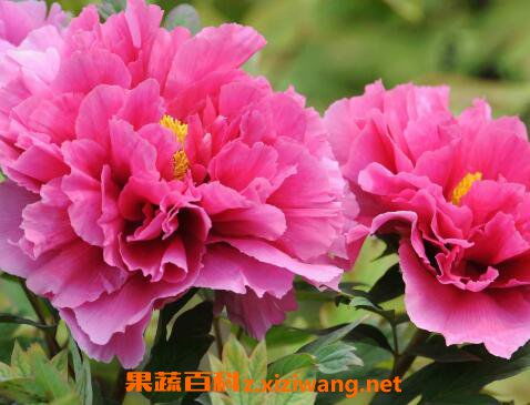  牡丹花的种植方法及养护--第1张