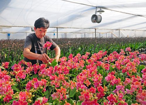  中国花卉的发展进程与物种特色--第1张