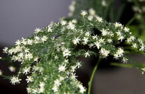  ，文竹开花有什么兆头--第1张