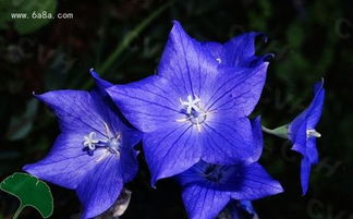  桔梗的花语，桔梗的花语包括，永恒的爱、无望的爱、不变的爱、柔情等。--第1张