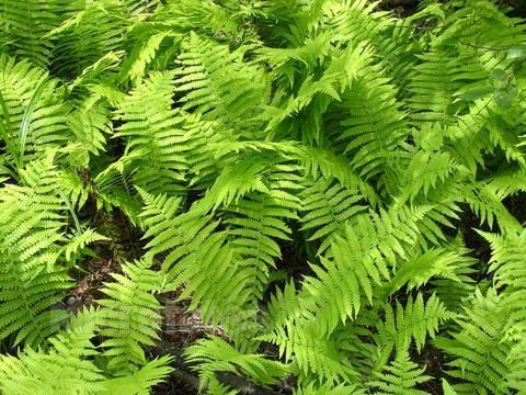  高鳞毛蕨，珍贵的山野之宝，高鳞毛蕨，珍贵的山野之宝的独特魅力--第1张