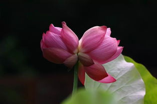  并蒂莲图片，花语之美的独特诠释--第1张