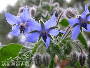  琉璃苣图片欣赏，琉璃苣美丽图片欣赏，展现琉璃苣的魅力与美丽--第1张