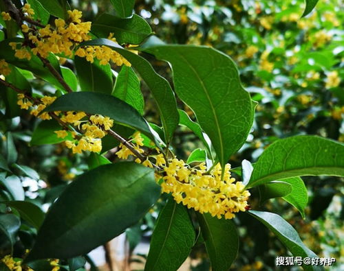  十大顶级桂花品种--第1张