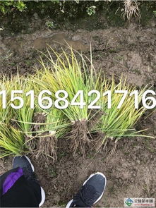  全球花木网苗木报价，把握市场动态，实现高效种植--第1张
