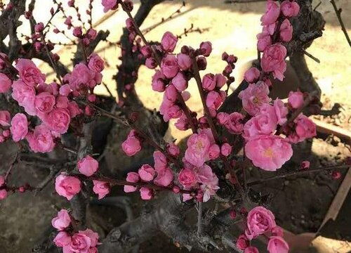 梅花象征着什么品质的人--第1张