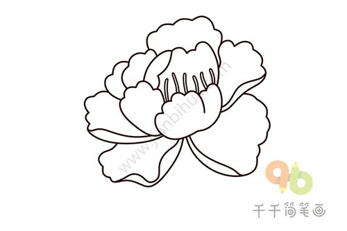  牡丹花简笔画简单又好看，简单又好看的牡丹花简笔画--第1张