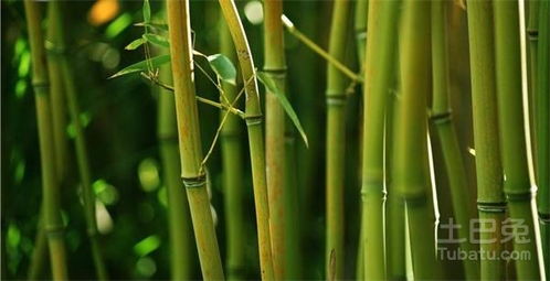  竹子的特点--第1张