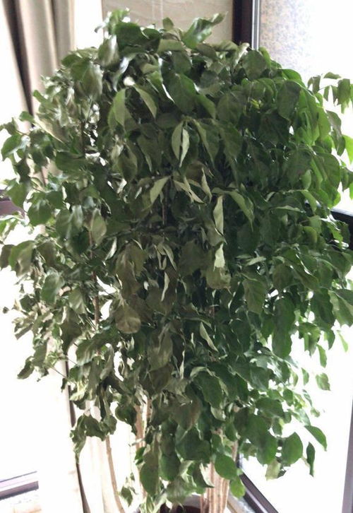  幸福树掉叶子怎么办，幸福树掉叶子怎么办，养护技巧与常见问题解答--第1张