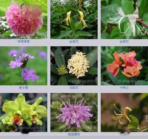  取个独特的花名--第1张