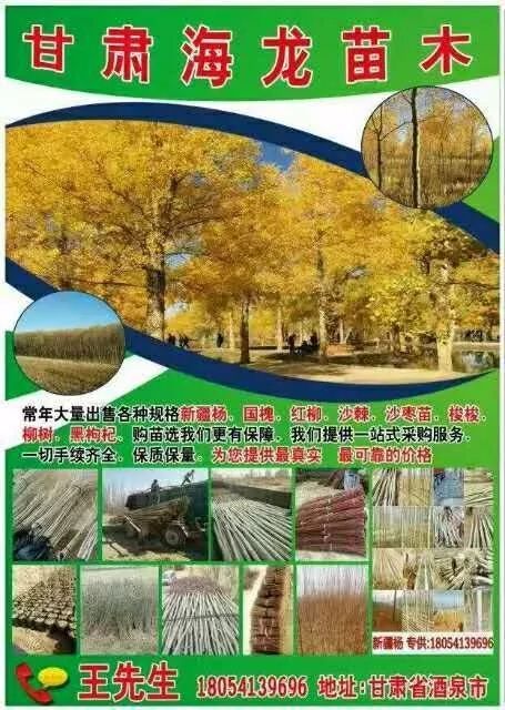  今日苗木求购最新信息--第1张