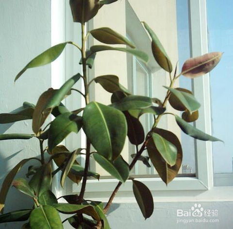  橡皮树怎么养，如何养护橡皮树，轻松茁壮成长--第1张