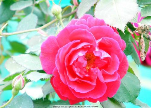  玫瑰简短唯美句子，玫瑰之语，唯美而深情的玫瑰简短句子--第1张