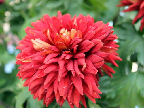  菊花，中国传统名花之瑰宝--第1张
