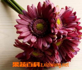  扶郎花花束图片欣赏，浪漫与热情的完美结合--第1张