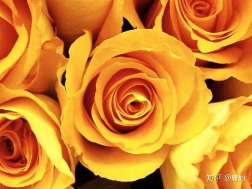  三朵黄玫瑰的花语，三朵黄玫瑰的花语，珍重、祝福、道歉和道歉。--第1张