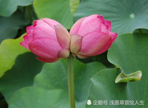  什么叫并蒂莲花--第1张